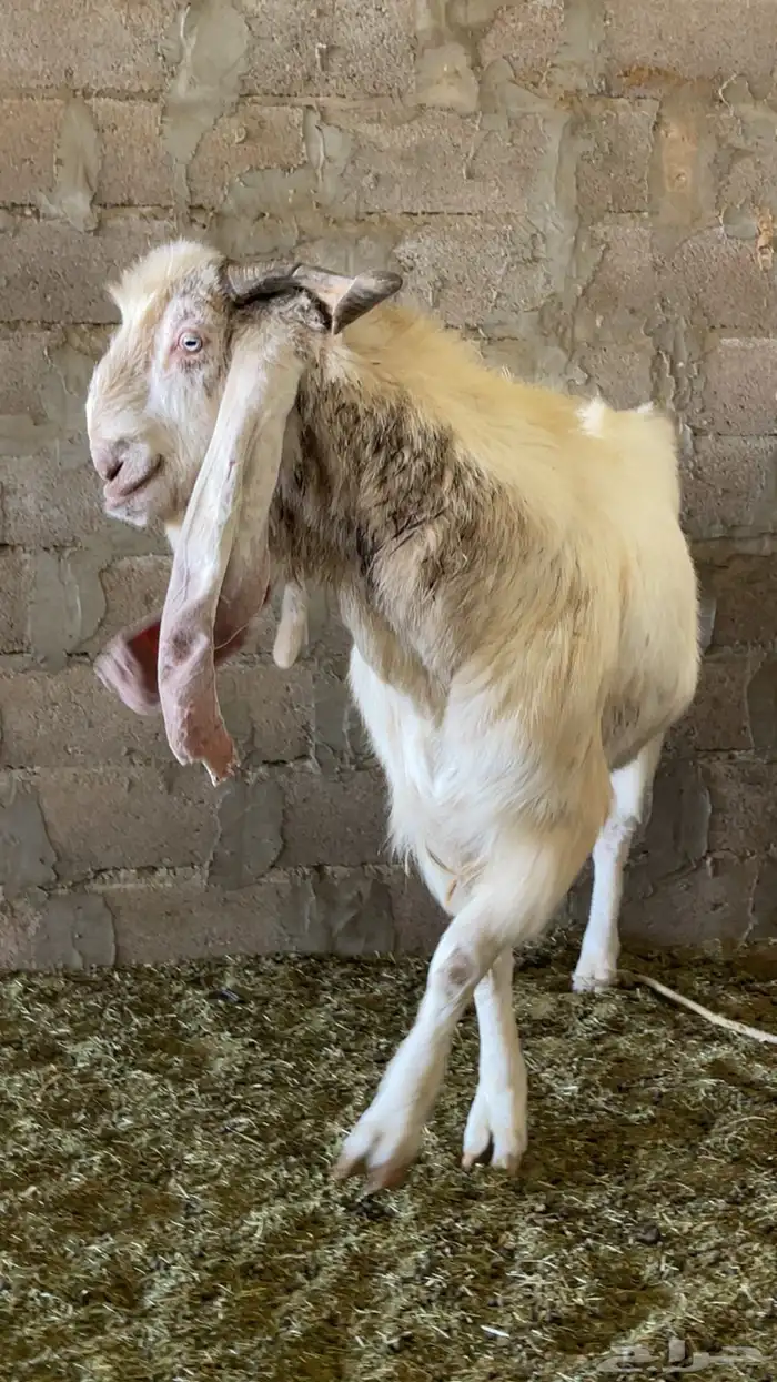 تيس هولندي طيب ونتاجه طيب 0