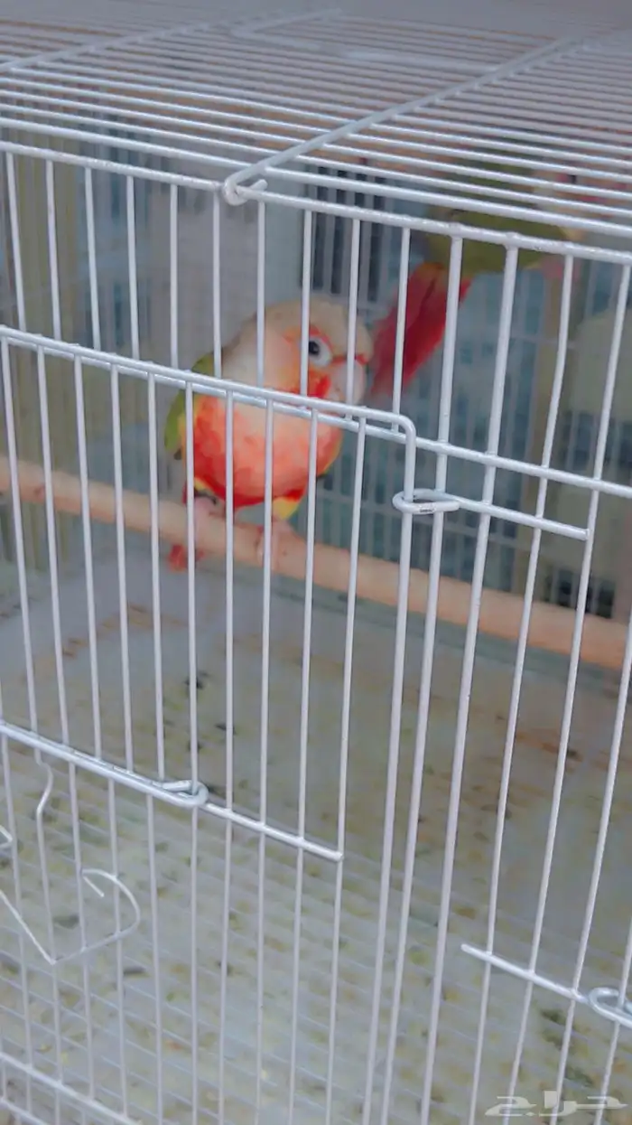 زوج كنيور اناناس دبل رد فاكتر بفروخه 0