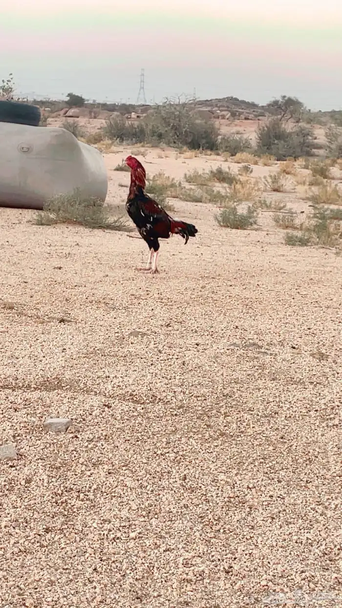 ديك باكستاني سندي 1