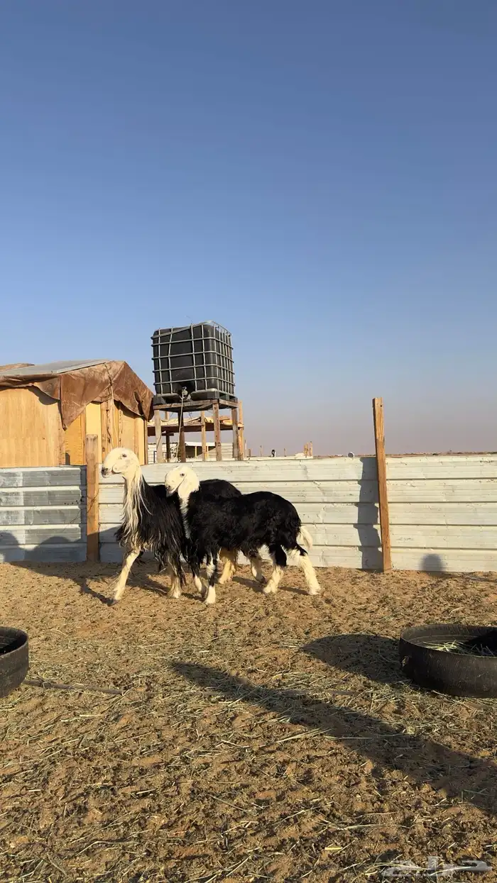 نجديه كفو تحتها خروف كفو 2