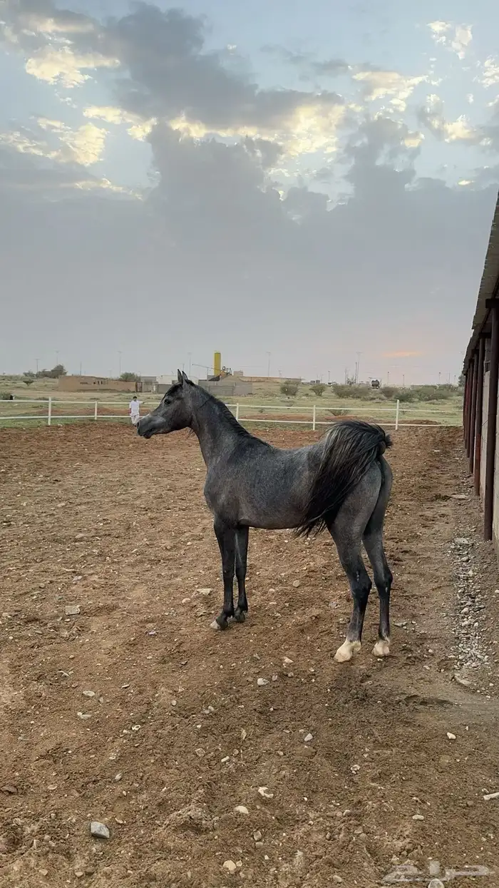 فرس مصريه التواصل على الواتس فقط 0