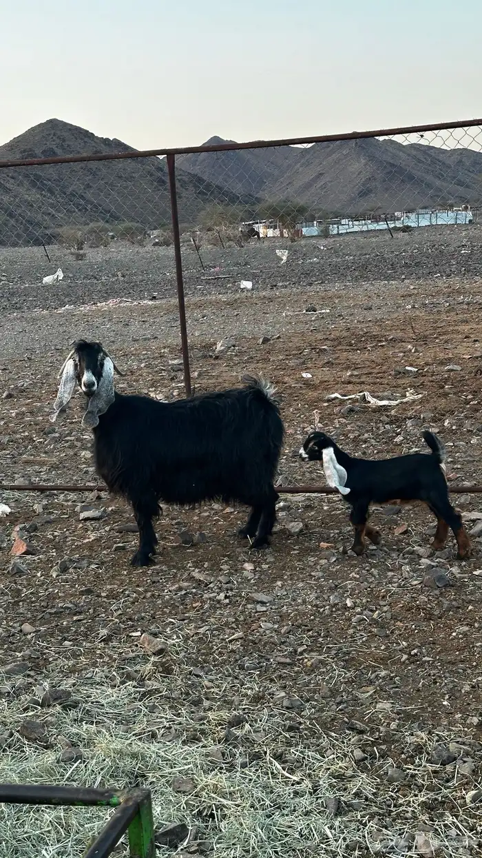 عنز عارضيه معها تيس 4