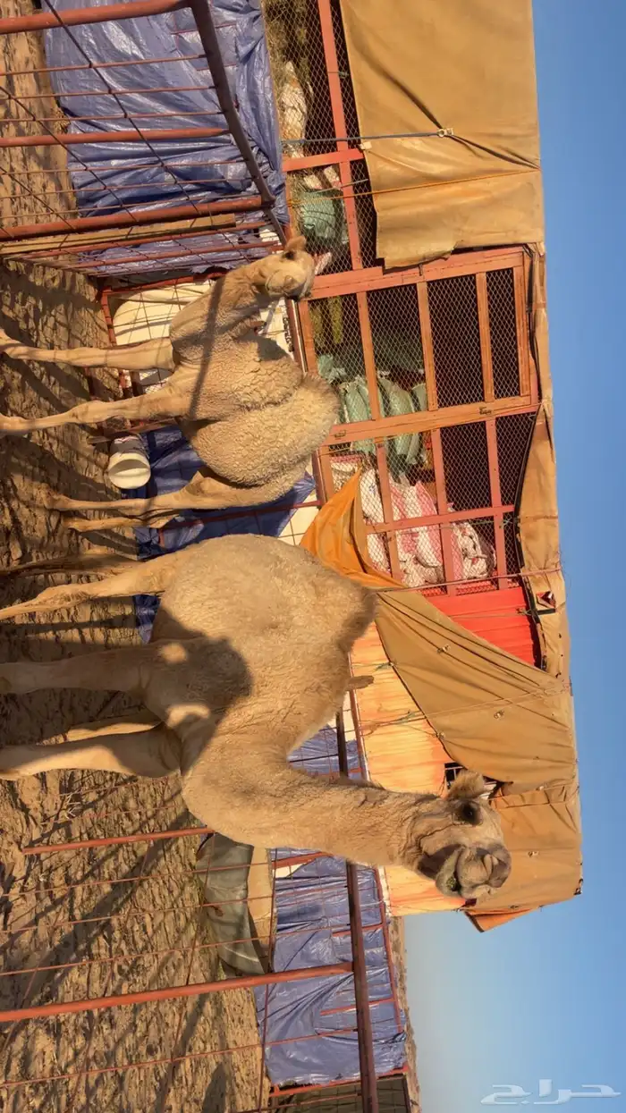 حشوان للبيع 2