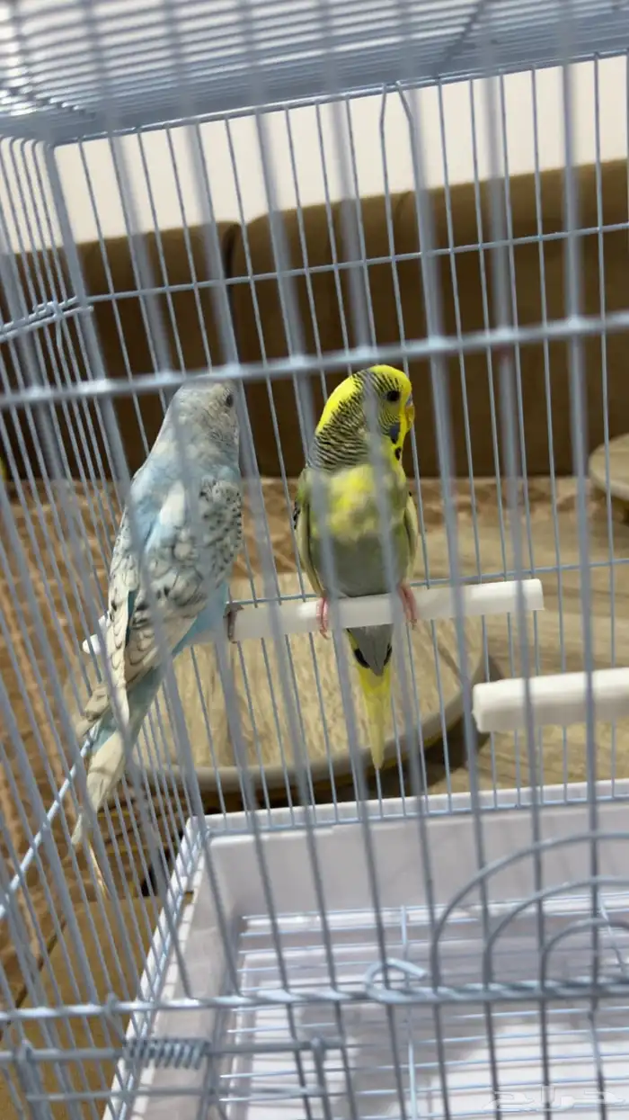 طيور ذكر وانثى 0