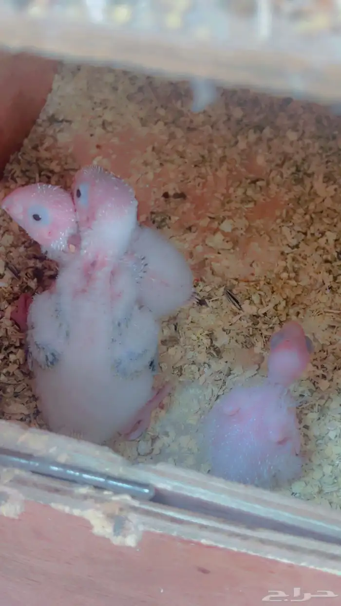 زوج كنيور اناناس دبل رد فاكتر بفروخه 2