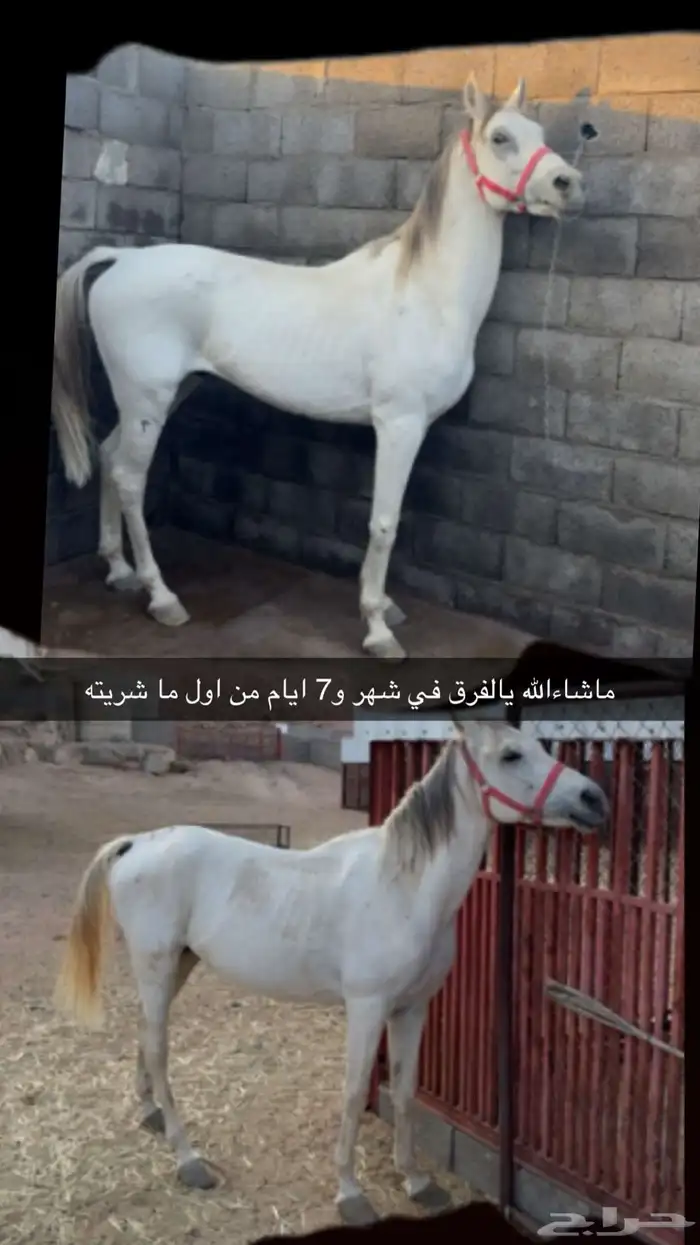 حصان جزيري شعبي 6