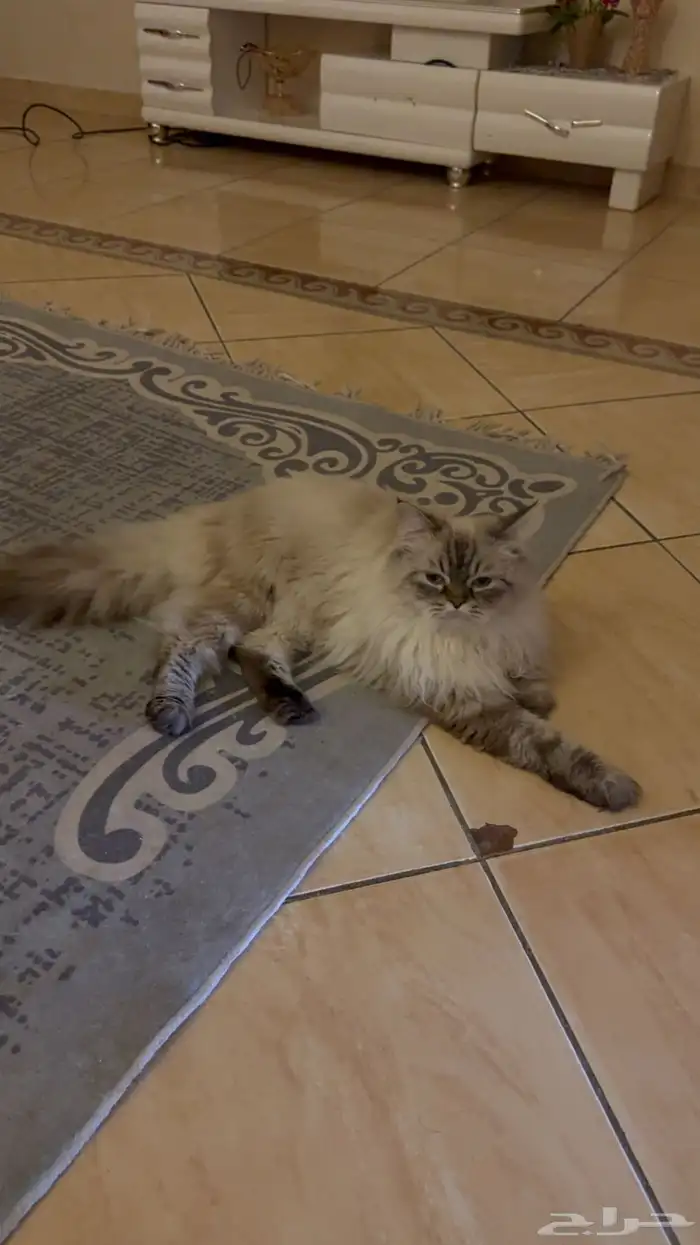 قط ذكر هملايا يطلب تزاوج 2