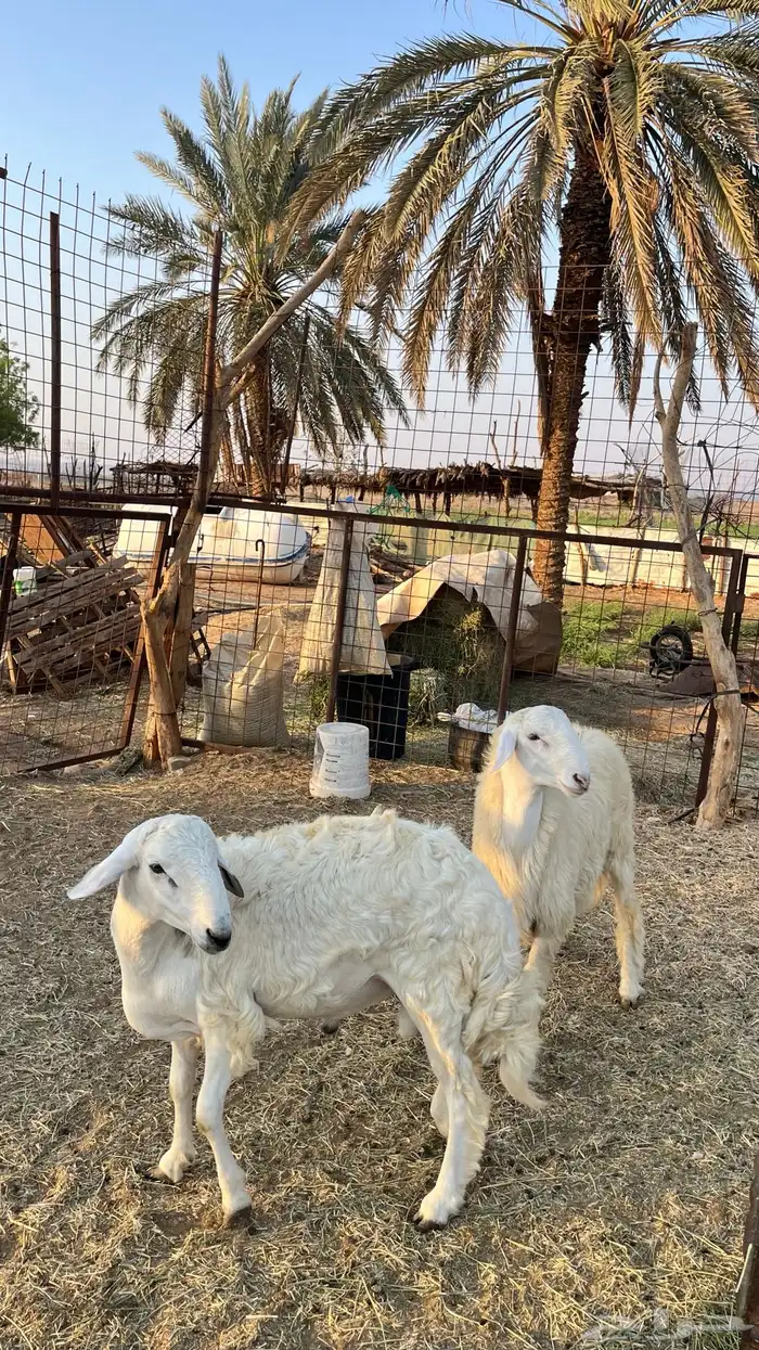 طليان ذبايح 3