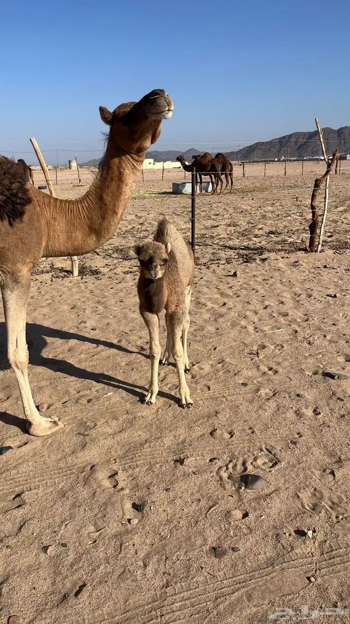 خلفه حمرا تحتها بكره 1