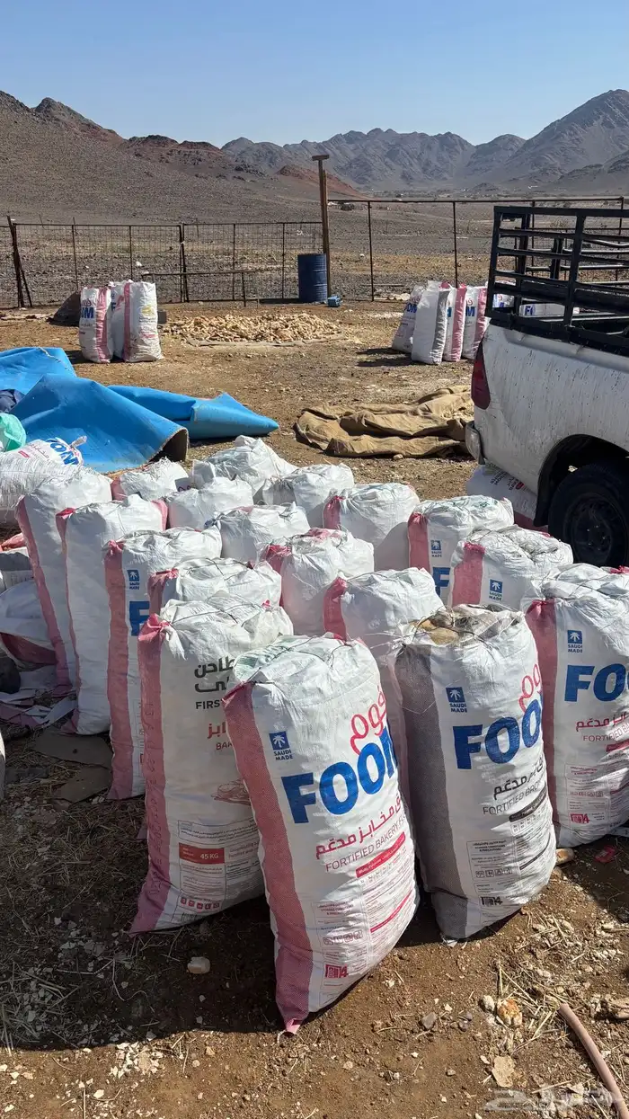 عنز عارضيه معها تيس 8