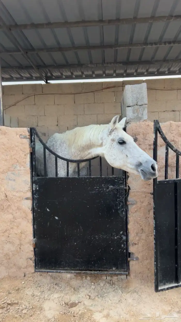 حصان للبيع 2