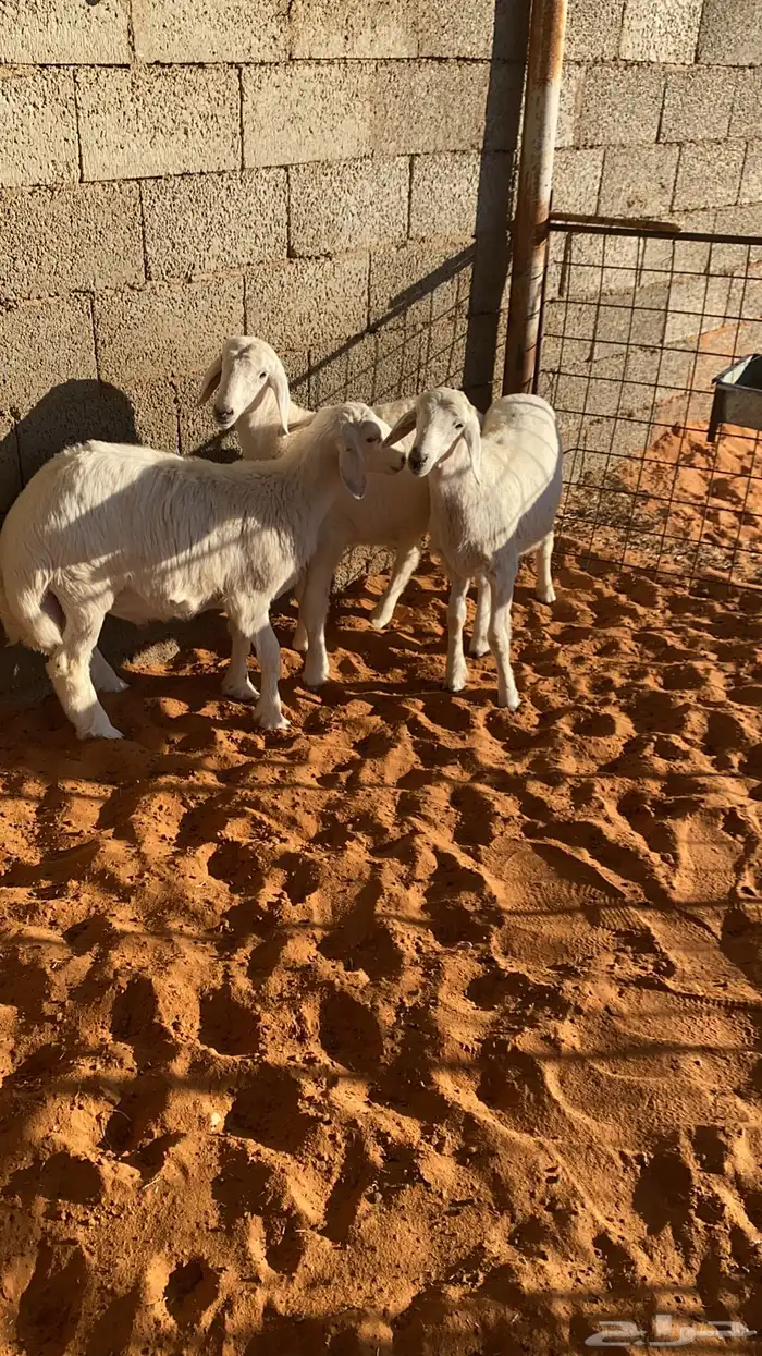 3 خرفان حريه 4