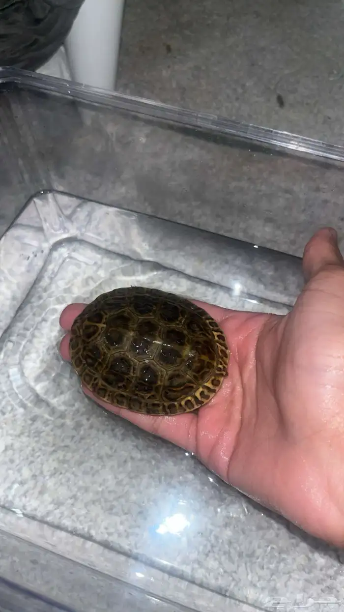 للبيع سلاحفتين 3