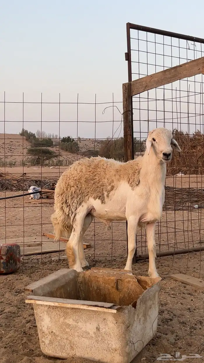 للبيع طلي السن توه مقلع رباع 1