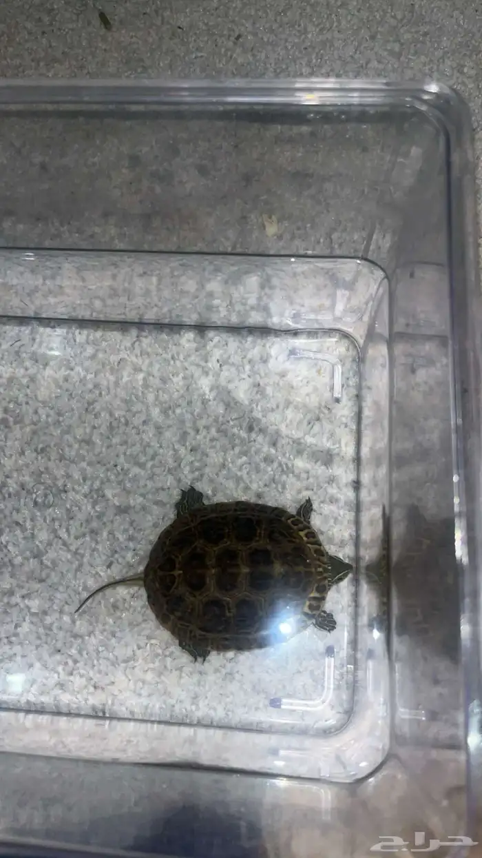 للبيع سلاحفتين 2