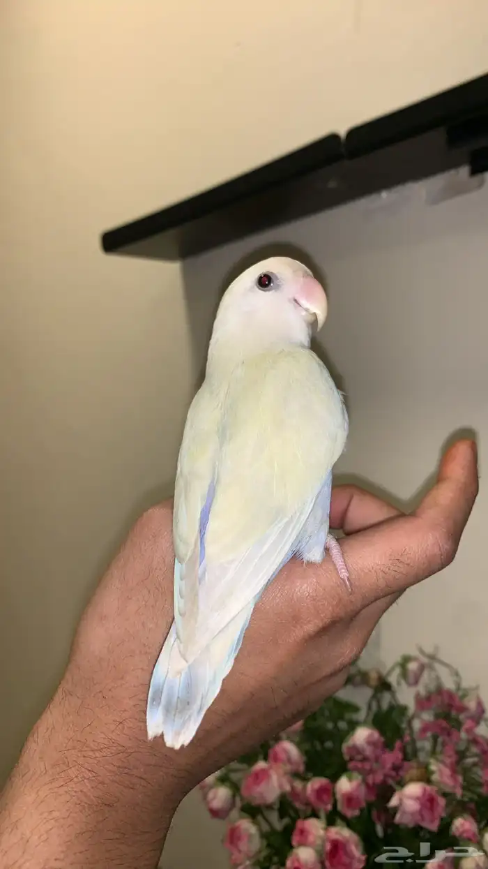 (مباع) روز كريمنو اليف نشبة هدد فاخر (لون مميز ونادر نسبيا ) 6