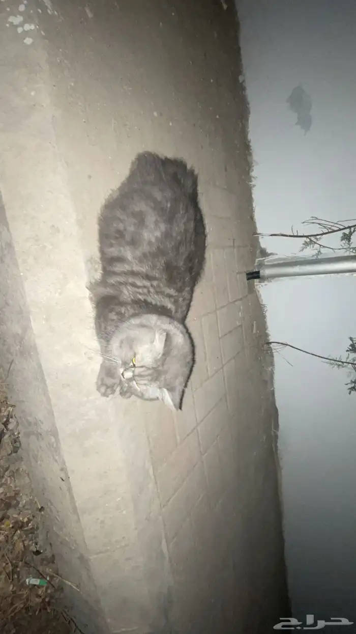 قط ضايع الدمام 3