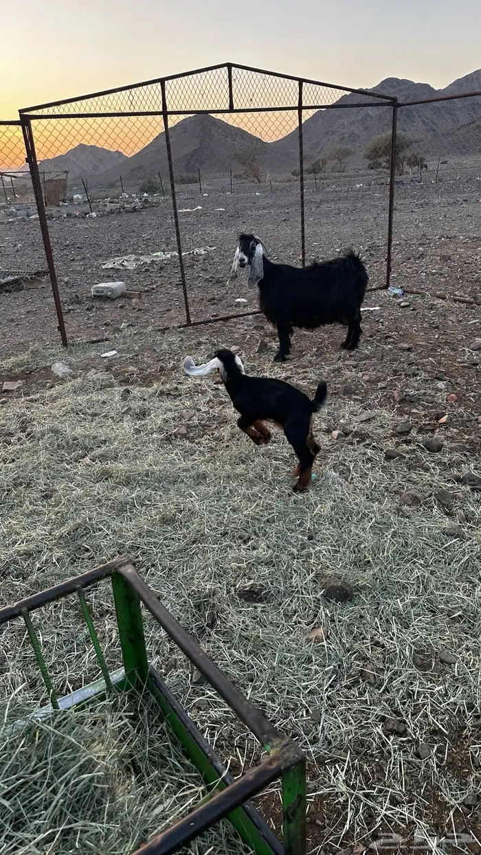 عنز عارضيه معها تيس 2