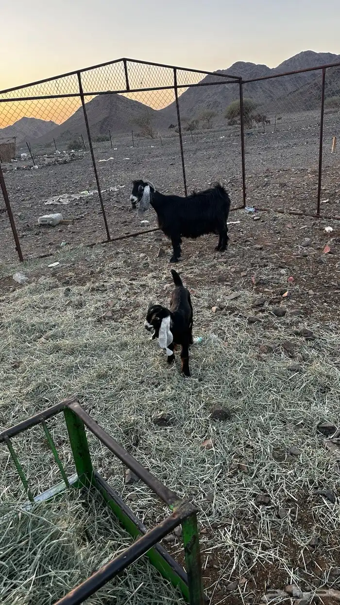 عنز عارضيه معها تيس 6