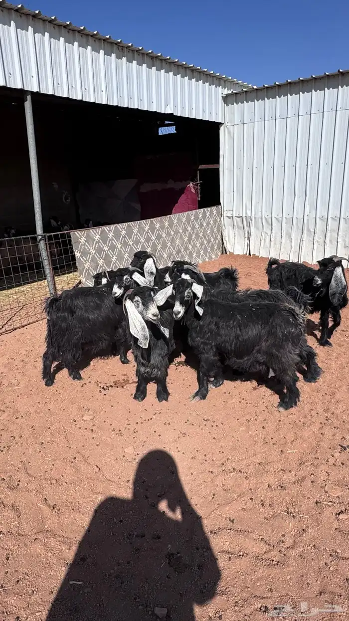 معزا عارضيات طيبه 1