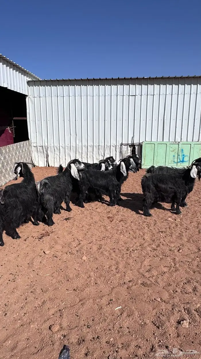 معزا عارضيات طيبه 0