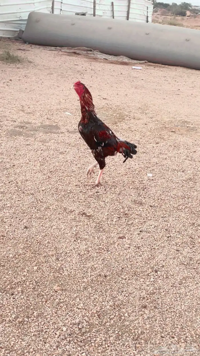 ديك باكستاني سندي 2