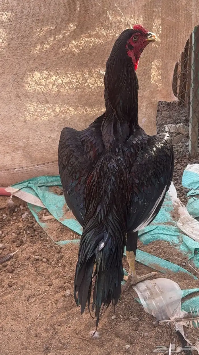 ديك سندي اسود 3