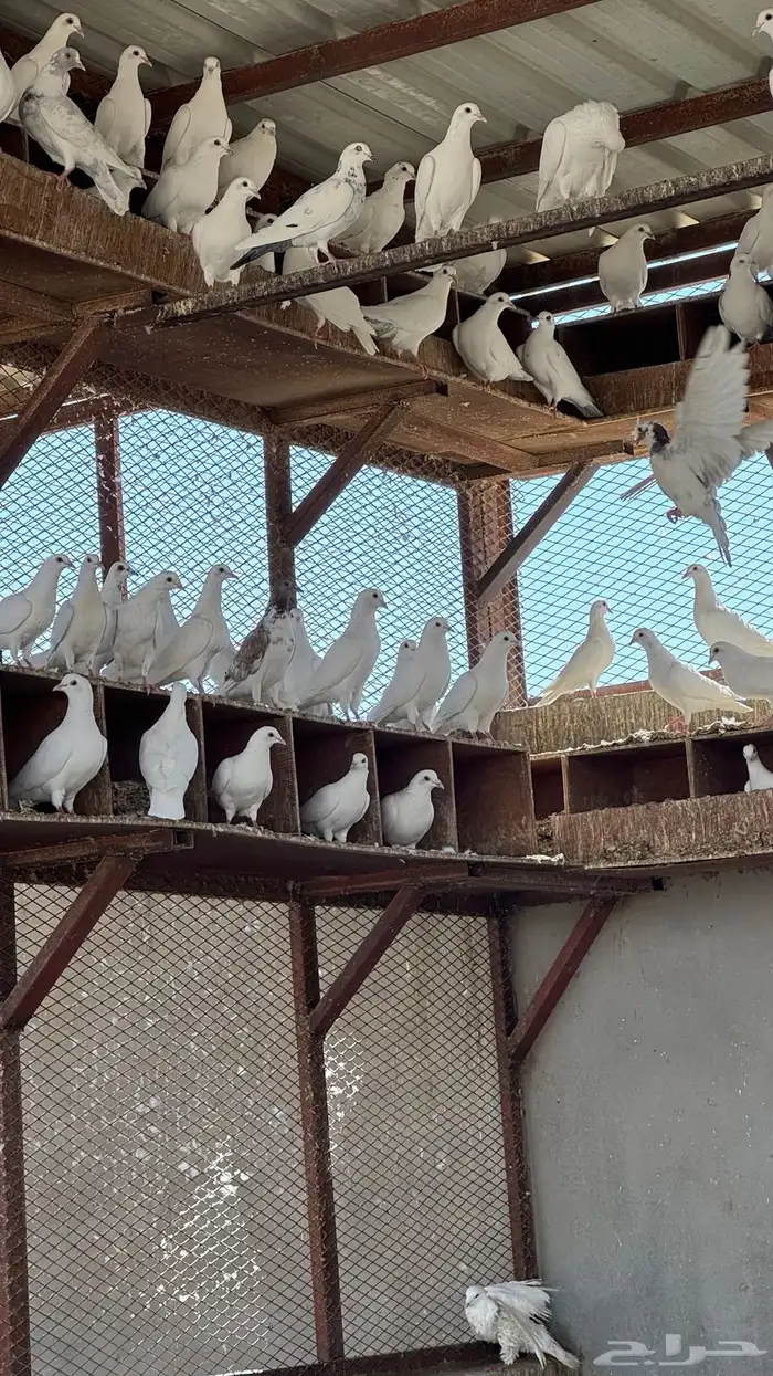 حمام لاحم فرنسي 0