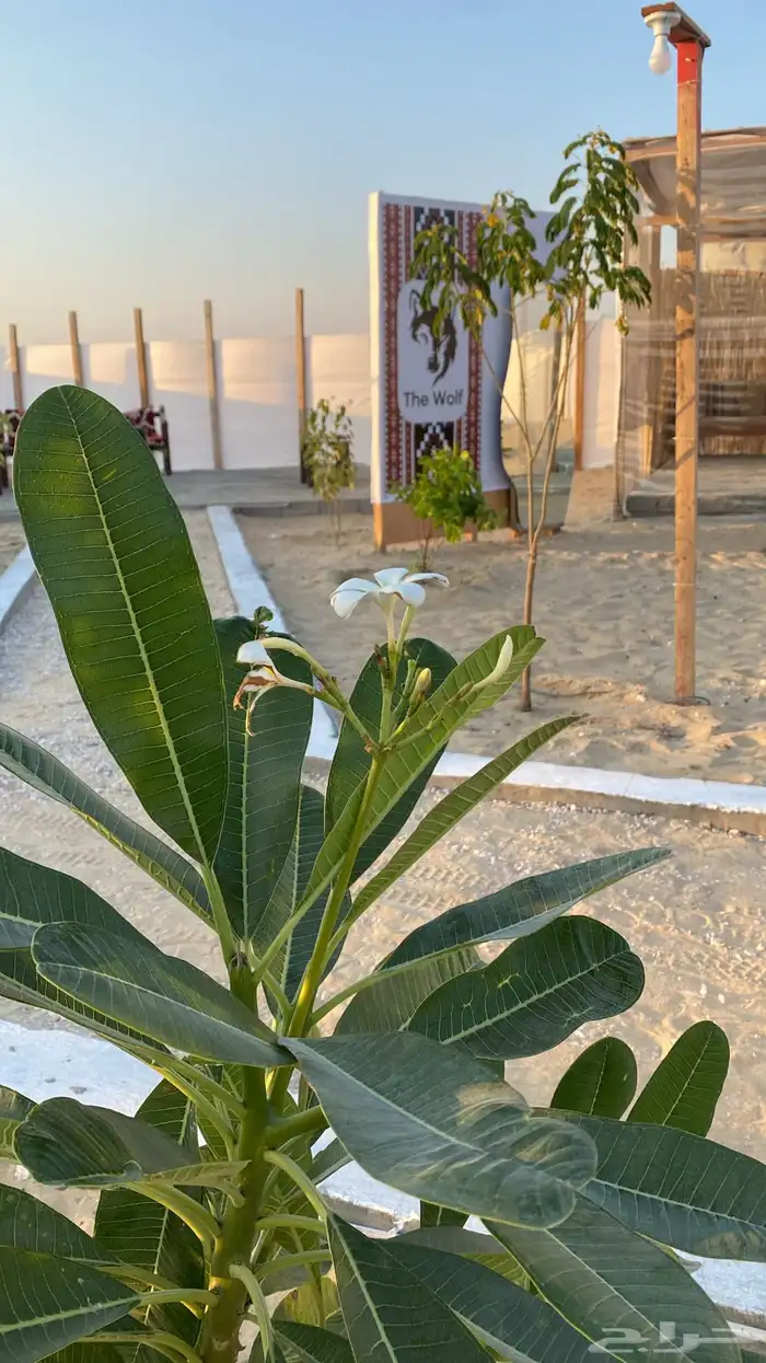 مخيمات للأيجار على طريق مطار الدمام 11