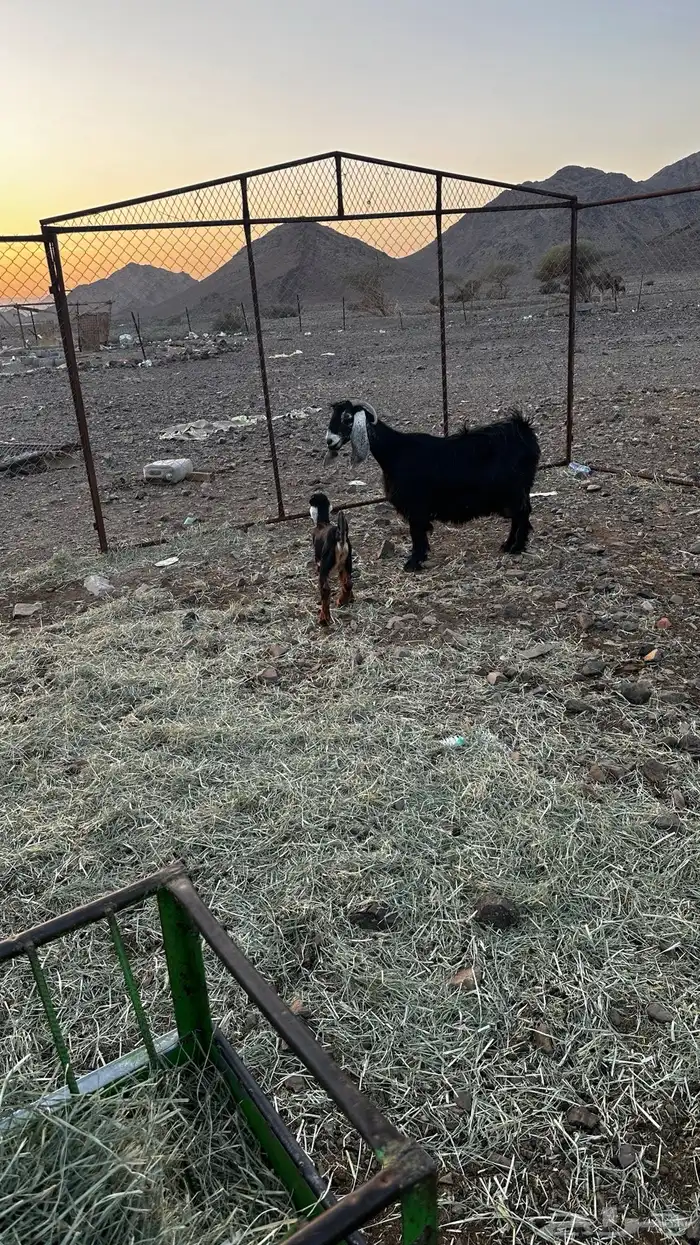 عنز عارضيه معها تيس 0