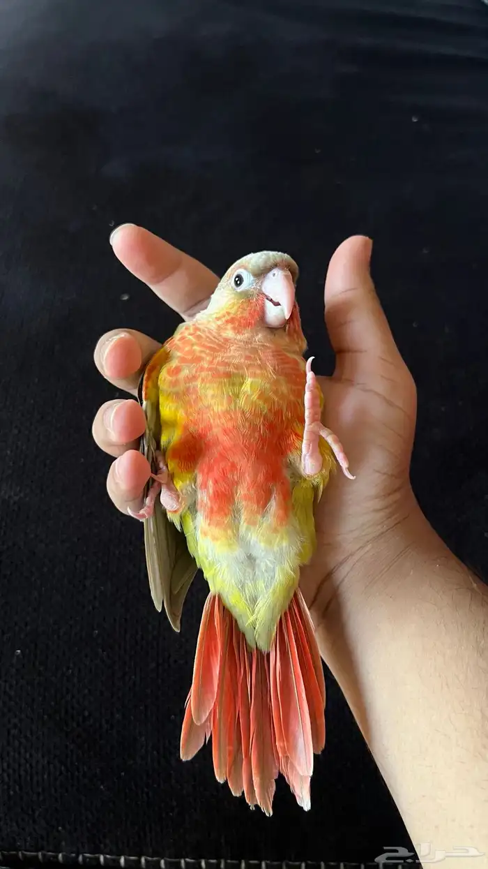 ببغاء كنيور اناناس دبل رد فاكتر هدد وين ماتروح معك 2