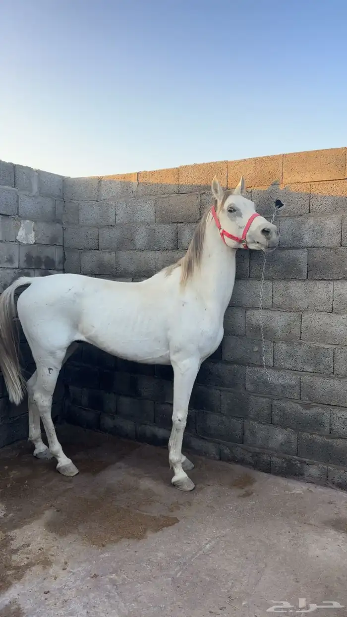 حصان جزيري شعبي 4