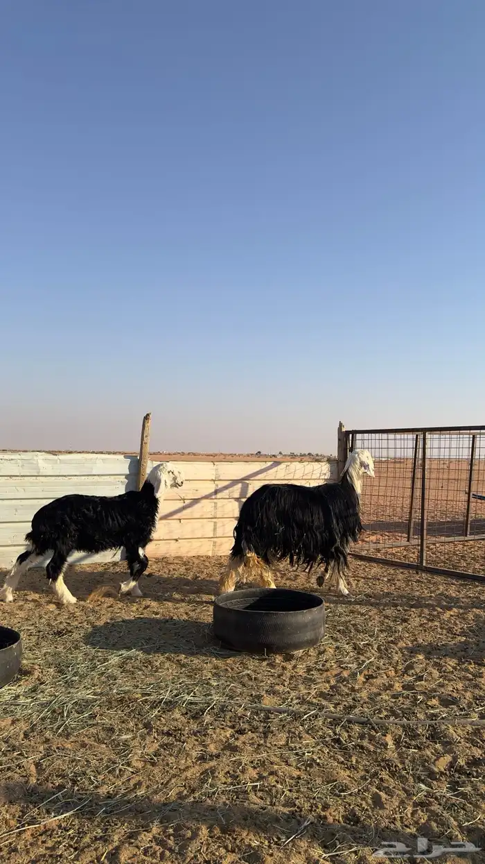 نجديه كفو تحتها خروف كفو 7