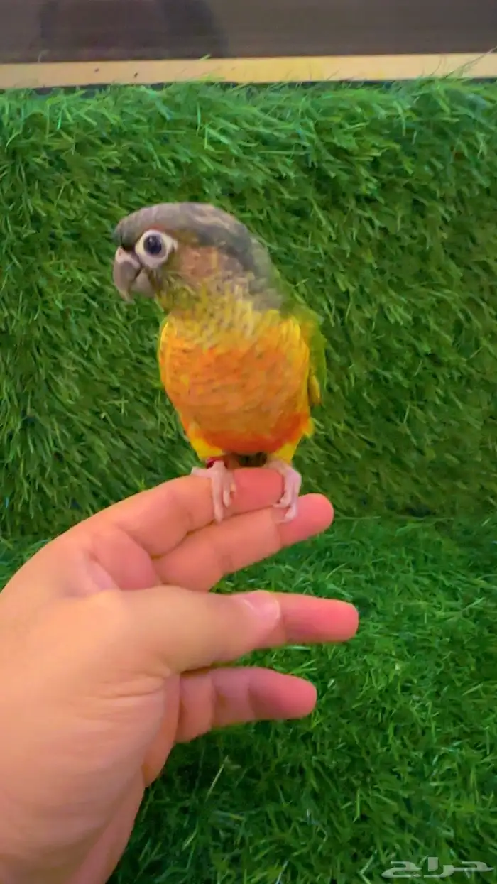 فرخ كنيور يلوسايد 0