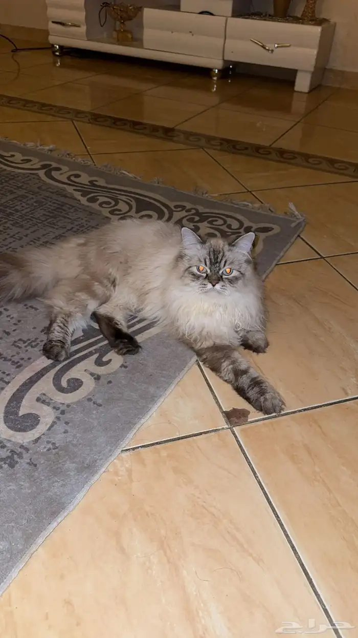 قط ذكر هملايا يطلب تزاوج 5