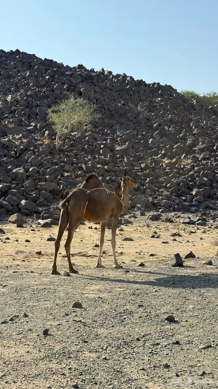 اعرضلكم ابل مراح 3