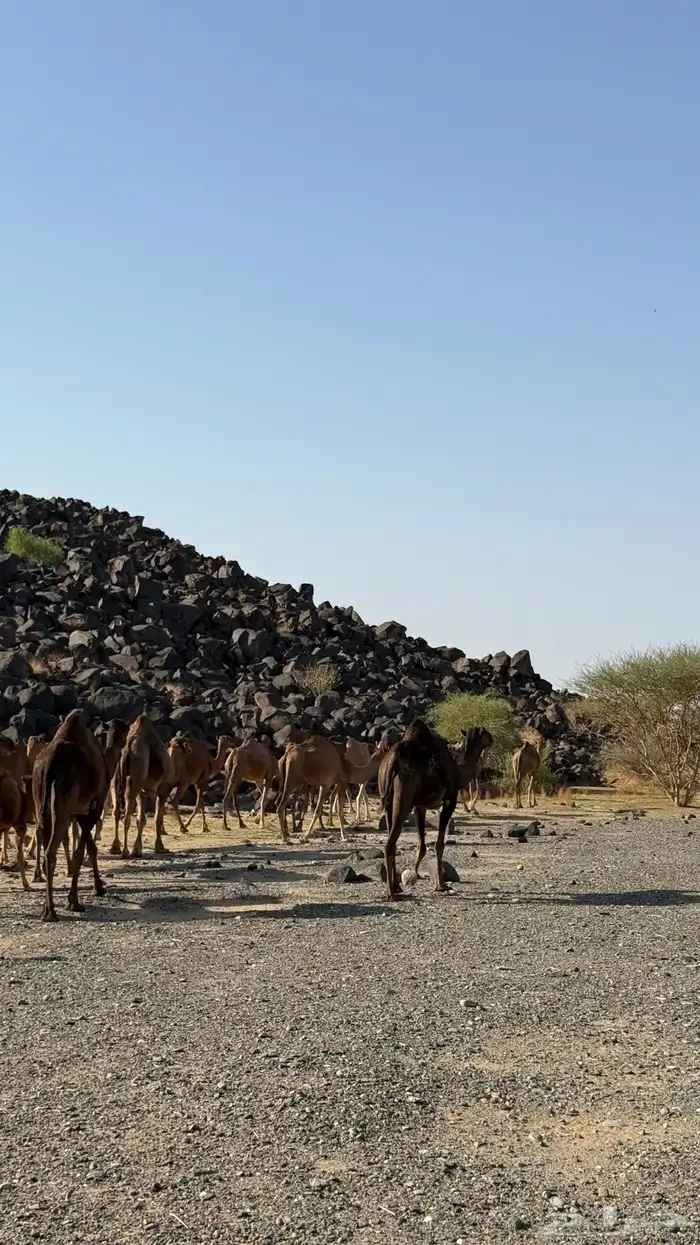 اعرضلكم ابل مراح 4