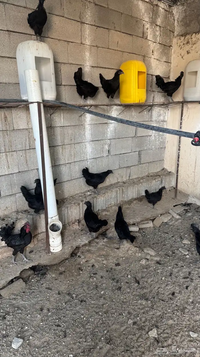 دجاج اندونيسي 2