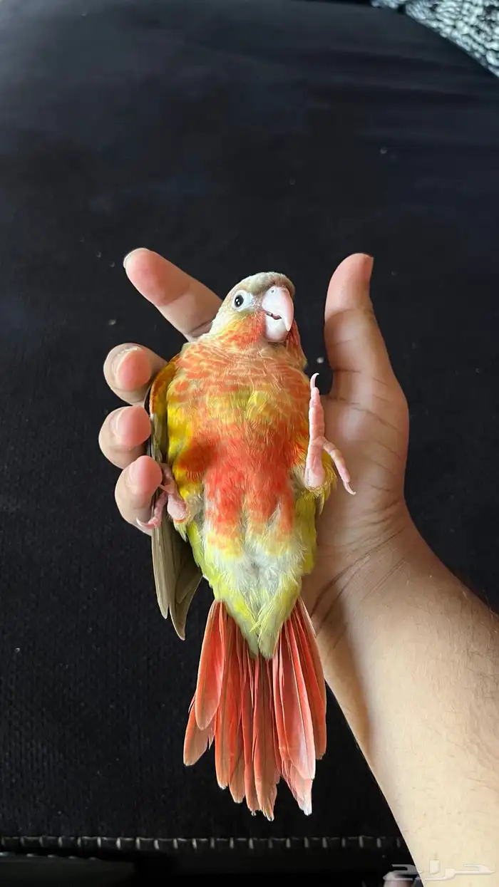 ببغاء كنيور اناناس دبل رد فاكتر هدد وين ماتروح معك 3