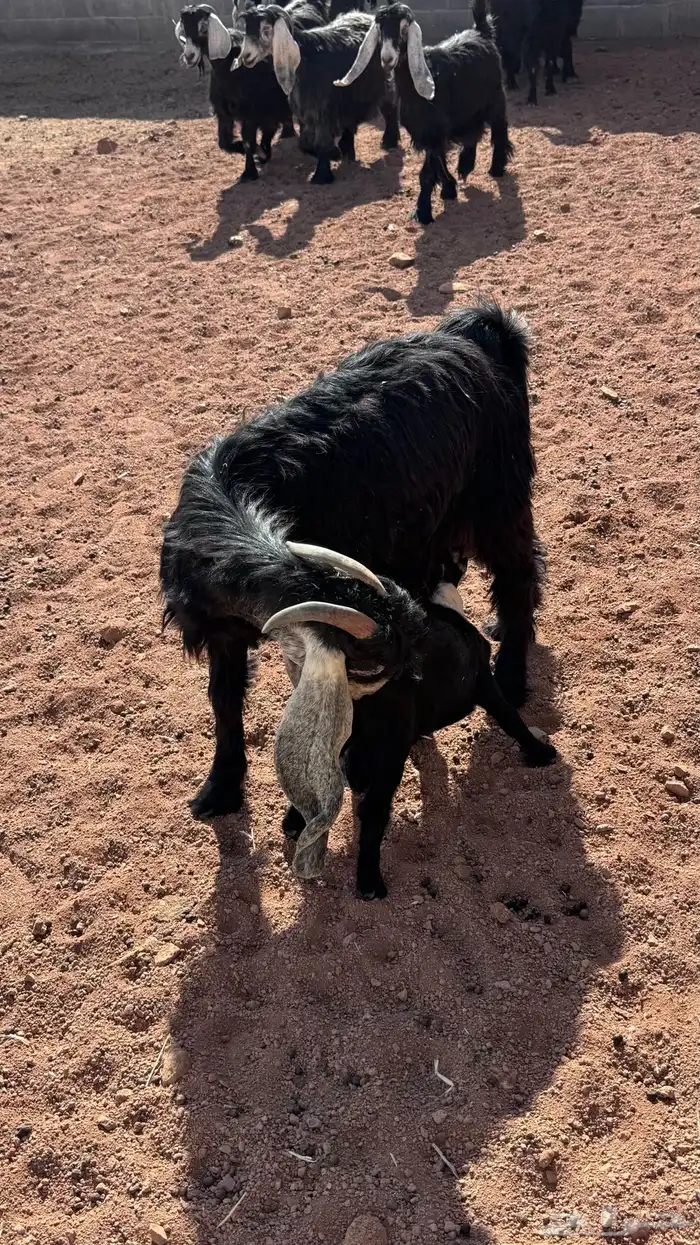 معزا عارضيات طيبه 2