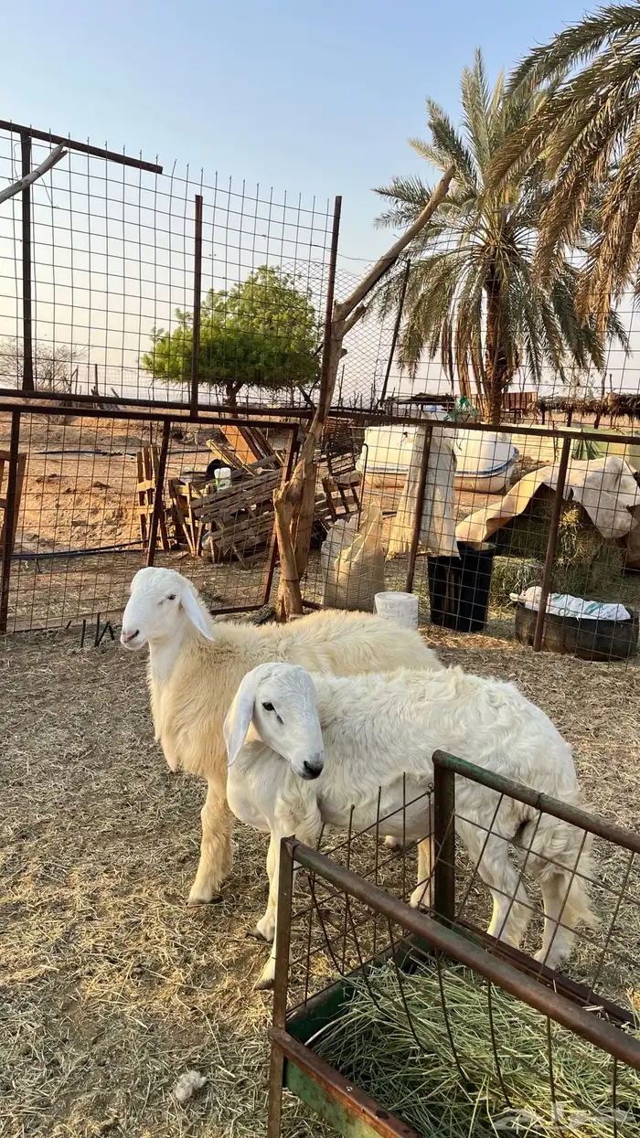 طليان ذبايح 5