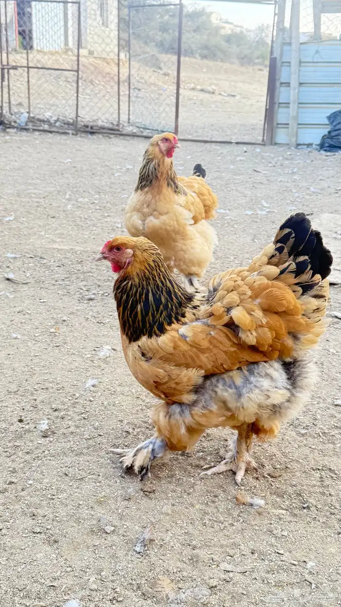 دجاج براهما 3