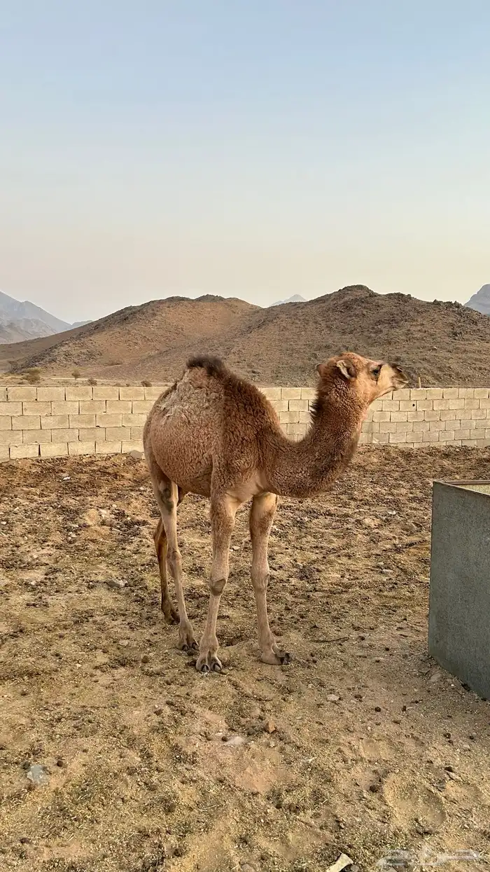 حاشي للبيع 3