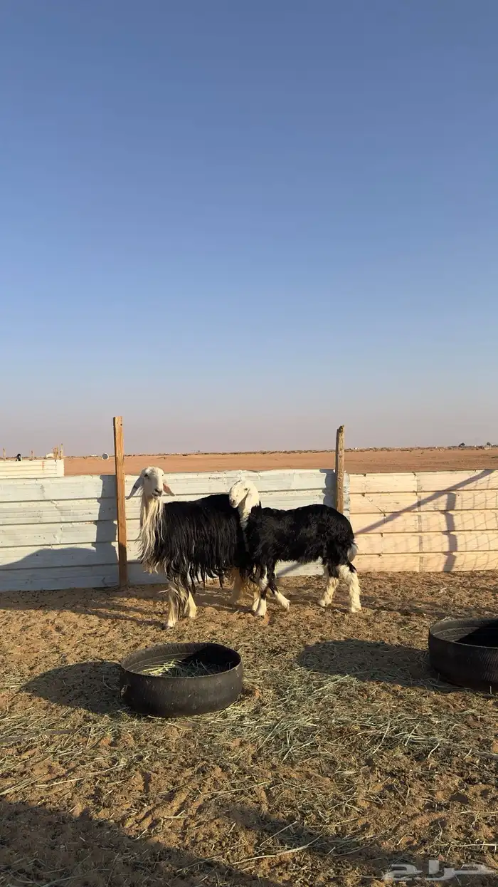 نجديه كفو تحتها خروف كفو 5