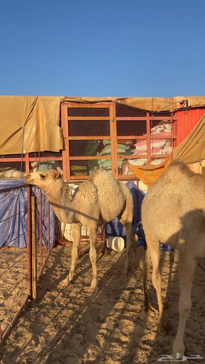 حشوان للبيع 1