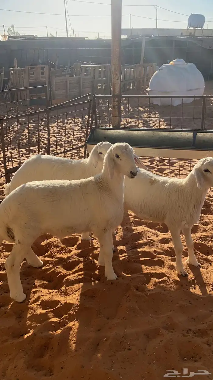 3 خرفان حريه 3