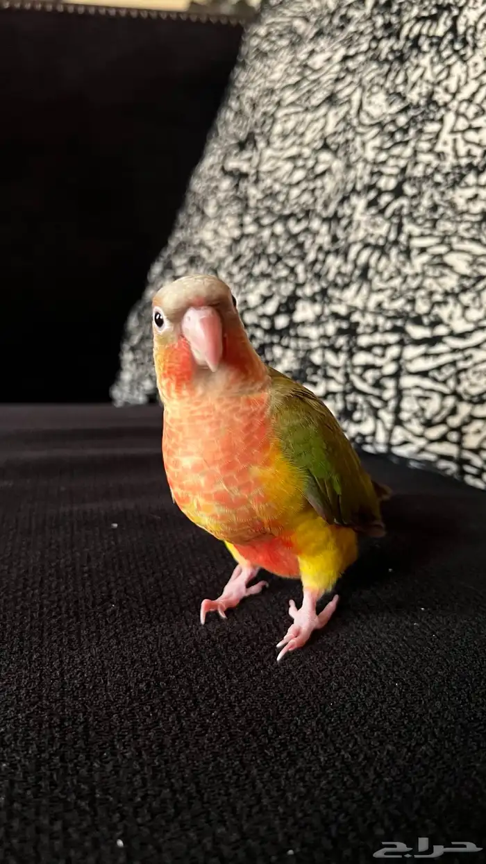 ببغاء كنيور اناناس دبل رد فاكتر هدد وين ماتروح معك 4