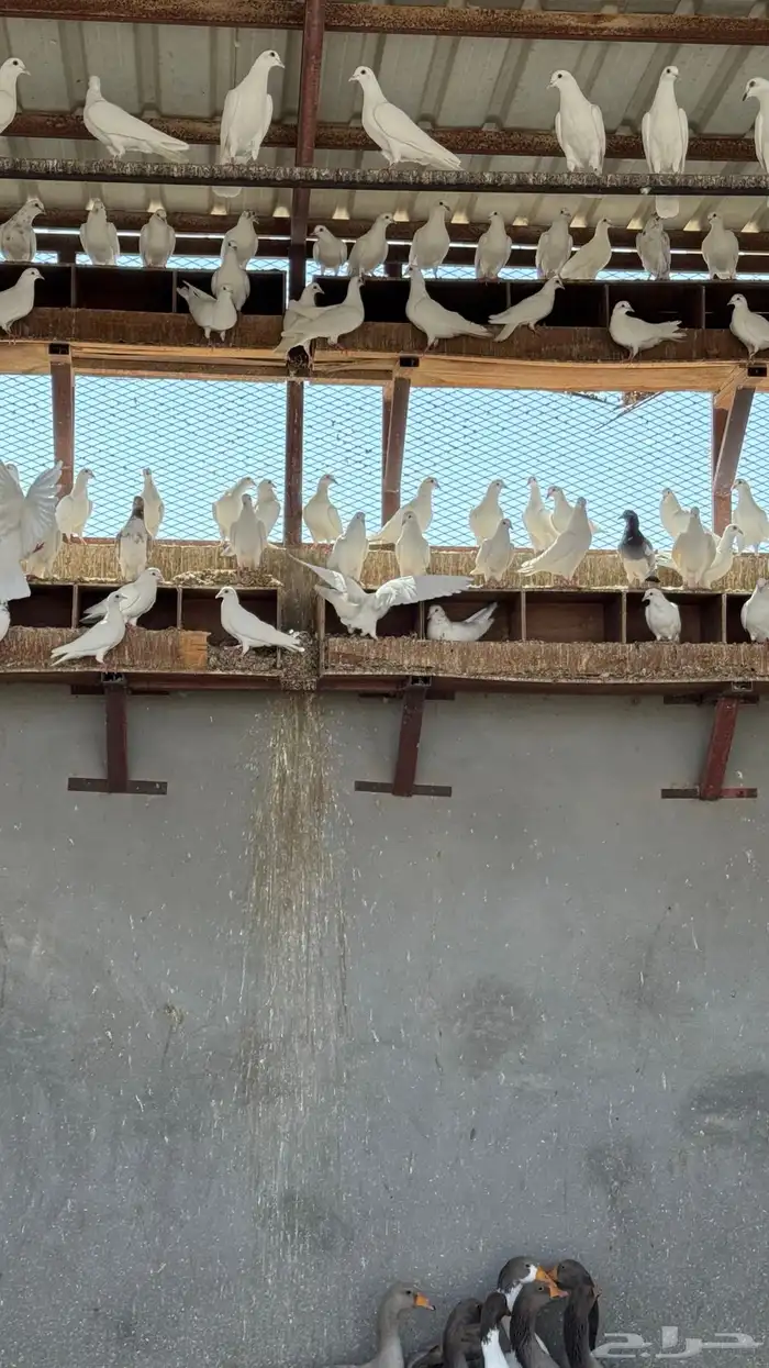 حمام لاحم فرنسي 1