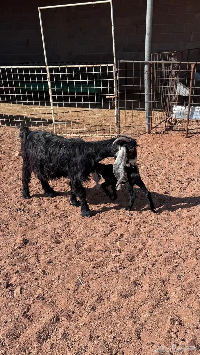 معزا عارضيات طيبه 3