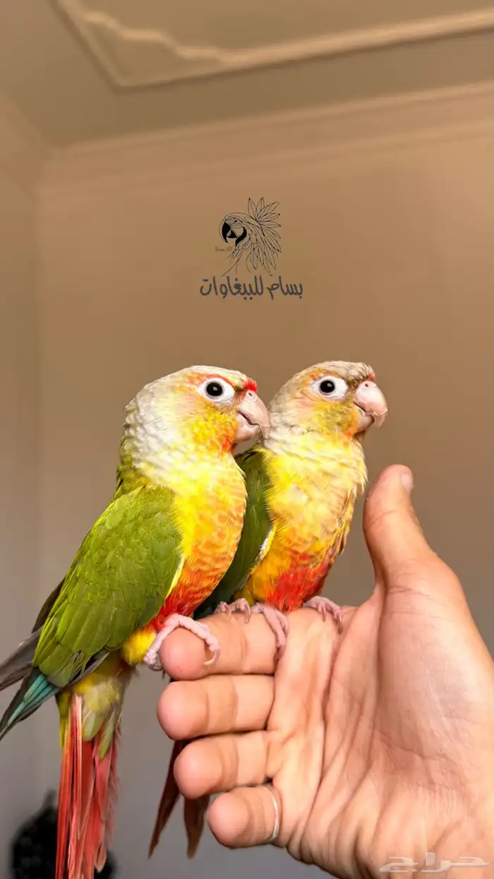 حبتين كنيور اليفه جدا  جدا  جدا  ادخل وشوف 0